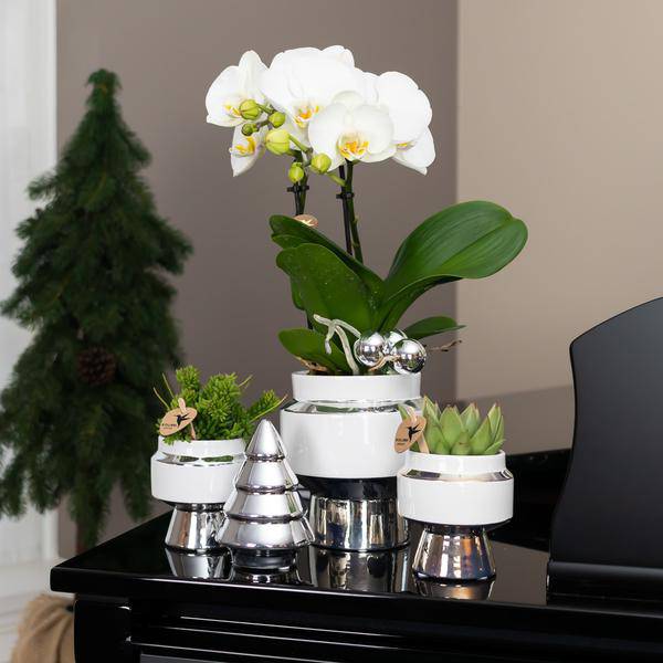 Le Chic Blumentopf Zimmerpflanze Ø6cm mit dekorativem Übertopf – blühende Orchidee für Wohnzimmer, Büro & helle Standorte kaufen – Plant