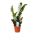 Glücksfeder Zamioculcas Zamiifolia Zimmerpflanze Ø14cm ↕45cm – pflegeleichte Grünpflanze für Wohnzimmer, Büro & helle Standorte kaufen – Plant
