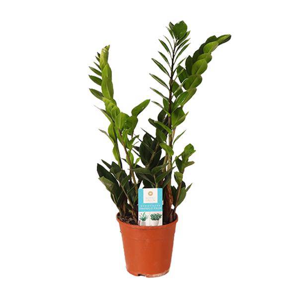 Glücksfeder Zamioculcas Zamiifolia Zimmerpflanze Ø14cm ↕45cm – pflegeleichte Grünpflanze für Wohnzimmer, Büro & helle Standorte kaufen – Plant