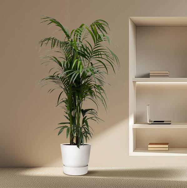 Kentia – Palme – Howea forsteriana – Zimmerpflanze 230cm – Ø38cm – Exklusive XXL – Palme mit eleganten Wedeln – Pflegeleicht – Plant