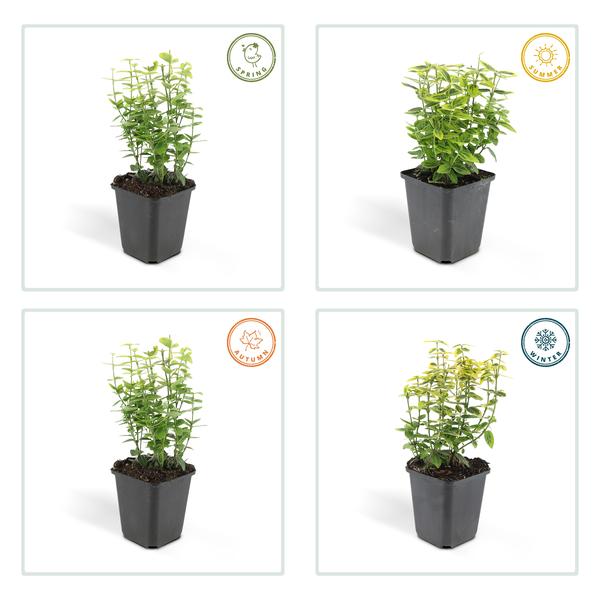 Spindelstrauch Euonymus fortunei 'Emerald 'n Gold' – ↕10-25cm – Ø9cm – Immergrün, gelb – grünes Laub – Hecke, Beet & Solitär – Plant