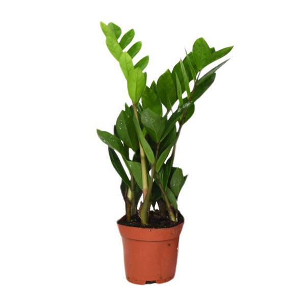 Glücksfeder Zamioculcas Zamiifolia – Zimmerpflanze – Ø12cm – 40cm Höhe – pflegeleicht, dunkelgrüne glänzende Blätter – ideal für Wohnzimmer & Büro – Plant