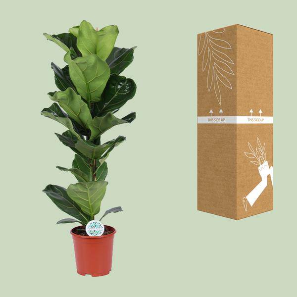 Geigen – Feige Ficus Lyrata Zimmerpflanze Ø21cm ↕90cm – pflegeleichte Grünpflanze für Wohnzimmer, Büro & helle Standorte kaufen – Plant