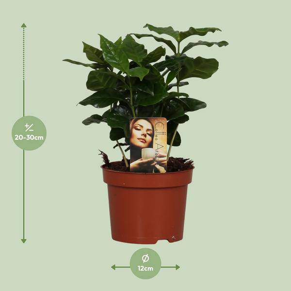 Kaffeepflanze – Coffea Arabica – Zimmerpflanze – Ø12cm ↕25cm – Aromatische Deko – Pflegeleicht – Halbschatten – Tropisch – Plant