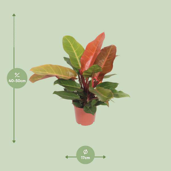 Baumfreund Philodendron Prince of Orange Zimmerpflanze Ø17cm ↕45cm – pflegeleichte Grünpflanze für Wohnzimmer, Büro & helle Standorte kaufen – Plant