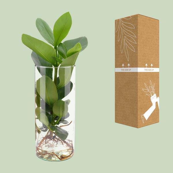 Clusia im Zylinderglas Zimmerpflanze Ø12cm ↕30cm – pflegeleichte Grünpflanze für Wohnzimmer, Büro & helle Standorte kaufen – Plant