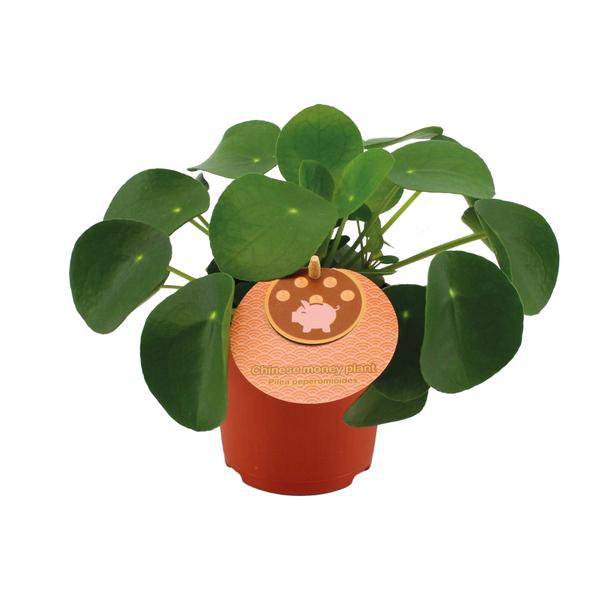 Pilea Peperomioides – Chinesischer Geldbaum – Ø11cm – ↕15cm – Zimmerpflanze mit runden Blättern – Pflegeleicht & dekorativ – Glücks – Plant