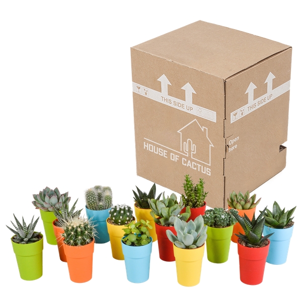 Sukkulenten & Kakteen Mix 15 Pflanzen Ø5,5cm – pflegeleichtes Pflanzen Set für Urban Jungle, Fensterbank, Wohnzimmer & Büro – Plant
