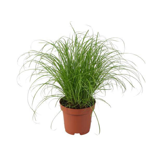Wechselblättriges Zyperngras – Cyperus Alternifolius Zumula – Schirmgras – Zimmerpflanze – Ø12cm – ↕28cm – pflegeleicht & luftreinigend – Plant
