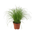 Wechselblättriges Zyperngras – Cyperus Alternifolius Zumula – Schirmgras – Zimmerpflanze – Ø12cm – ↕28cm – pflegeleicht & luftreinigend – Plant
