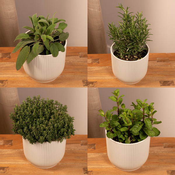 Gartenkräutermischung Zimmerpflanze Ø14cm – pflegeleichte Grünpflanze für Wohnzimmer, Büro & helle Standorte kaufen – Plant