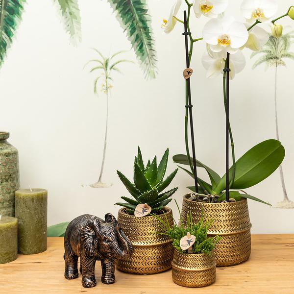 Groove Blumentopf Gold – Keramik – Topf mit mattem Finish – Ø12cm – Robustes, strukturiertes Design – Eleganter Pflanztopf fürs Wohnzimmer – Plant