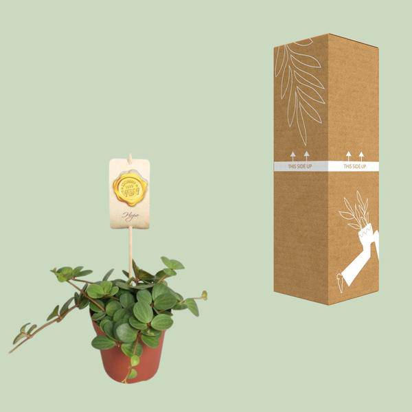 Zwergpfeffer Peperomia Hope – Zimmerpflanze – Ø12cm – ↕15cm – pflegeleichte Grünpflanze mit sukkulentenähnlichen Blättern – Plant