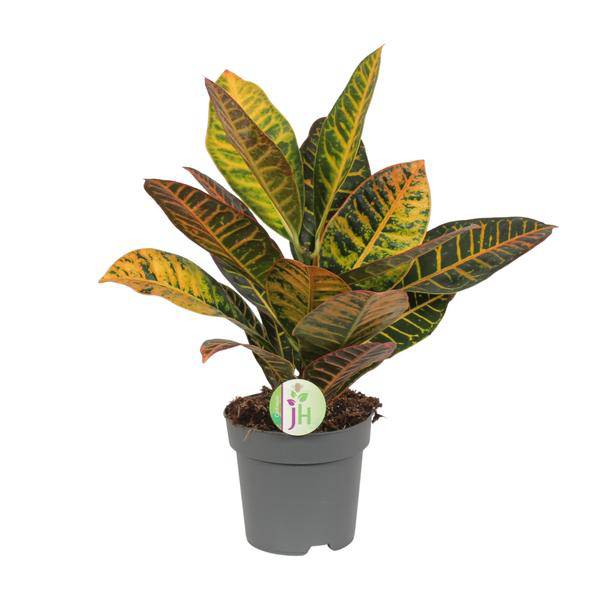 Wunderstrauch Codiaeum 'Petra' – Croton – Ø17cm x H45cm – Bunt gemusterte Zimmerpflanze – Tropisches Laub in Rot, Gelb & Grün – Für Halbschatten – Plant