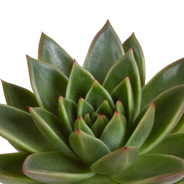 Echeveria Mix – Steinrose 3 Pflanzen – Ø10,5cm Zimmerpflanzen im weißen Topf – Verschiedene Sukkulenten – Plant