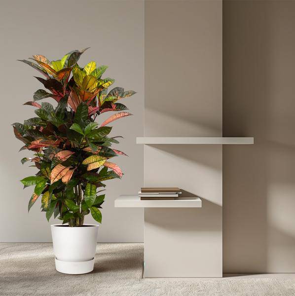 Codiaeum Croton Iceton – Wunderstrauch – Bunte Zimmerpflanze mit Farbspiel – Exotische Blätter – Ø24cm – ↕110cm – Plant