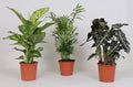 Zimmerpflanzen Mix – 3 Pflanzen – Ø17cm – Höhe 45-55cm – Grüne Zimmerpflanzen – Pflegeleichte Pflanzen Deko für Zuhause & Büro – Plant