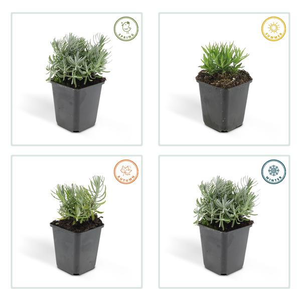 Lavender Lavandula 'Hidcote' – Reich blühender Lavendel – ↕10-25cm – Ø9cm – pflegeleicht & sonnig – Plant