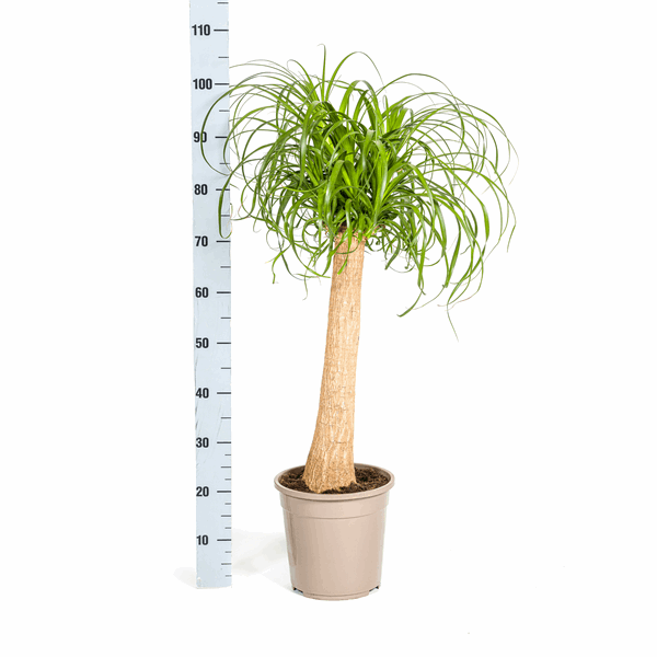 Beaucarnea Recurvata – Elefantenfuß – Ø24cm – ↕80-100cm – Pflegeleichte Zimmerpflanze mit markantem Stamm & eleganten Blättern – Trockenheitsresistent – Plant