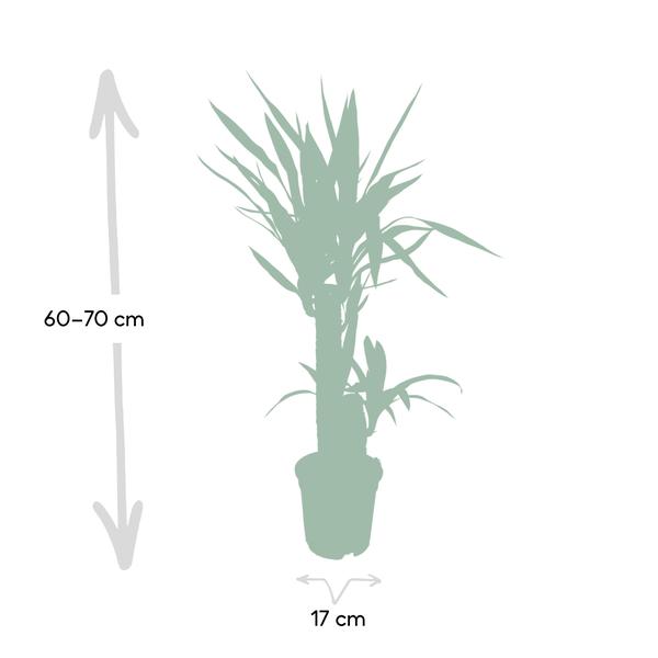 Palmlilie Yucca Elephantipes Zimmerpflanze Ø17cm ↕85cm – pflegeleichte Grünpflanze für Wohnzimmer, Büro & helle Standorte kaufen – Plant