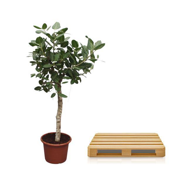 Banyan – Feige Ficus Benghalensis – 200cm hoch – Ø50cm – Exklusive Zimmerpflanze mit großen glänzenden Blättern – pflegeleicht – für Zimmer & Büro – Plant