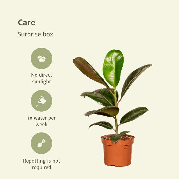 Pflanzen Überraschungsbox Ø12cm – pflegeleichtes Pflanzen Set für Urban Jungle, Fensterbank, Wohnzimmer & Büro – Plant
