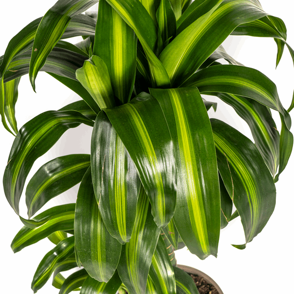Dracaena Deremensis Hawaiian Sunshine – Drachenbaum – Ø19cm – ↕70-90cm – Tropische Zimmerpflanze mit zweifarbigen Blättern – Plant