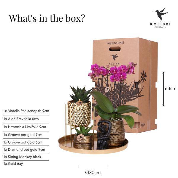 Pflanzenset Hotel Chic – Flieder – Phalaenopsis Orchidee & Sukkulenten – Inklusive Diamond – & Groove – Keramiktöpfe – Elegantes Zimmerpflanzen – Plant