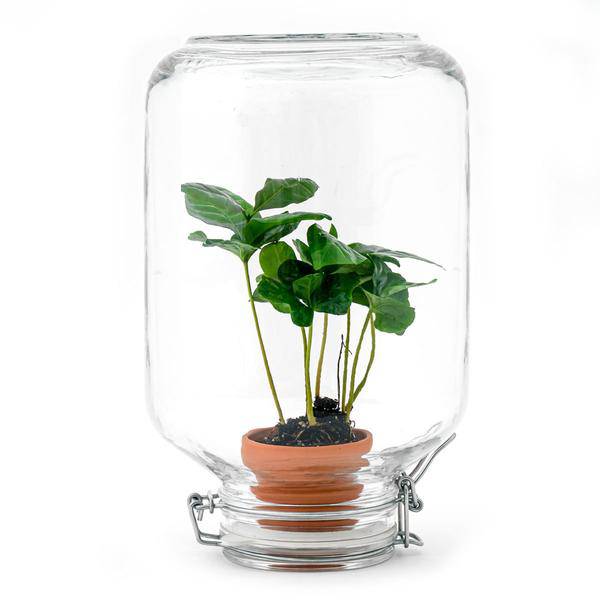 Flaschengarten – pflegeleichter Flaschengarten im Glas, Pflanzen Terrarium für Wohnzimmer & Büro – Plant
