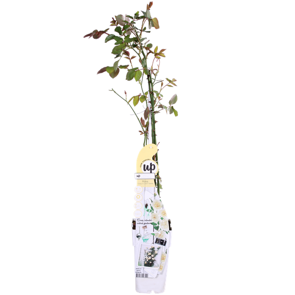 Rose Crazy in Love Vanilla Cremefarbene Kletterrose Ø15cm ↕65cm – hochwertiges Produkt für Pflanzen, Garten, Zuhause, Dekoration – Plant