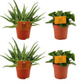 Aloe Spider + Peperomia Obtipan Grün – 4 Zimmerpflanzen im Set – Ø10.5cm – ↕10cm – Pflegeleichte Sukkulente & Grünpflanze – Dekorativ für Wohnzimmer, Fensterbank & Büro – Plant