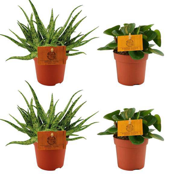 Aloe Spider + Peperomia Obtipan Grün – 4 Zimmerpflanzen im Set – Ø10.5cm – ↕10cm – Pflegeleichte Sukkulente & Grünpflanze – Dekorativ für Wohnzimmer, Fensterbank & Büro – Plant
