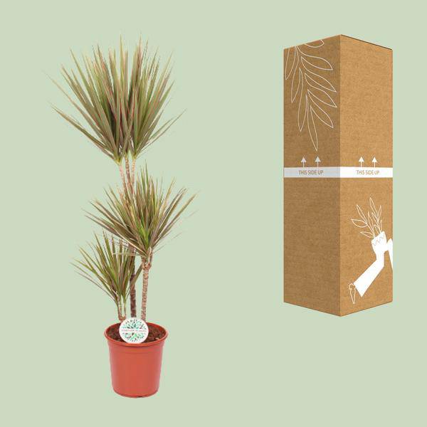 Drachenbaum Dracaena Bicolor – Ø24cm ↕115cm – Exotische Zimmerpflanze – Luftreinigend & Pflegeleicht – Plant