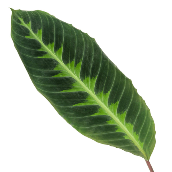 Calathea Warscewiczii – Korbmarante – Zimmerpflanze – ca. 80cm hoch – Ø19cm – Tropische Blattschmuckpflanze – Plant
