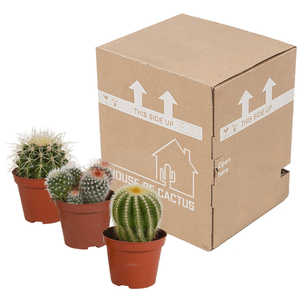 Kaktus Bolcactus Mix – 3 Pflanzen – Ø8,5cm Zimmerpflanzen – Verschiedene Kugelkakteen – Pflegeleichte Sukkulenten für Fensterbank, Büro & Wohnzimmer – Plant