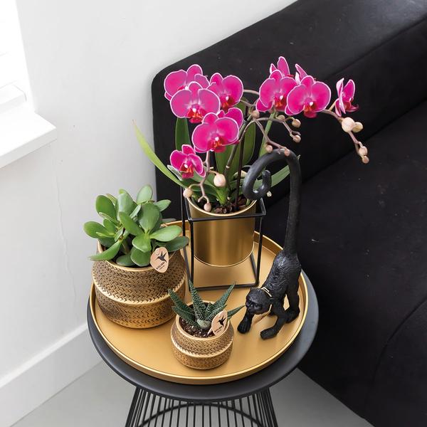 Phalaenopsis Orchideen Zimmerpflanze Ø9cm – blühende Orchidee für Wohnzimmer, Büro & helle Standorte kaufen – Plant