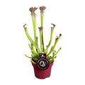 Fleischfressende Pflanze – Sarracenia Farnhamii – Ø12cm – ↕40cm – Exotische Schlauchpflanze für Innenräume – Pflegeleichte Karnivore Zimmerpflanze – Plant