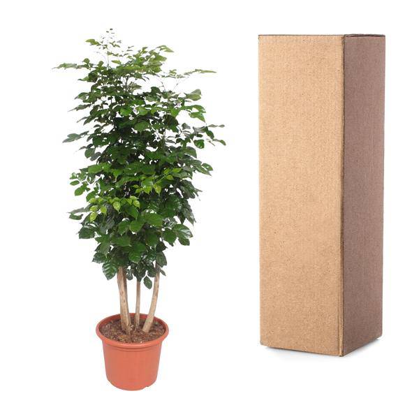 Trompetenbaum – Radermachera Hainanensis – Zimmerpflanze 190cm – Ø34cm – Immergrüne Grünpflanze mit glänzenden Blättern – Plant