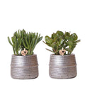 Sukkulenten 2er – Set in silbernen Rillen – Keramik – Ziertöpfen Zimmerpflanze Ø9cm – pflegeleichte Sukkulente für Wohnzimmer, Büro & helle Standorte – Plant