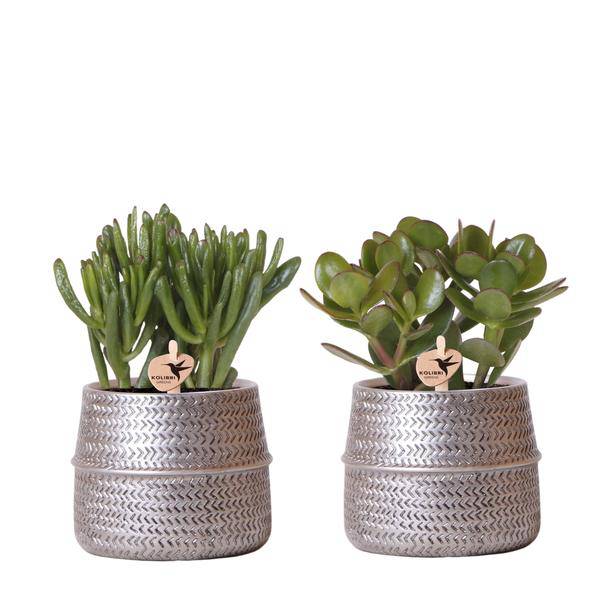 Sukkulenten 2er – Set in silbernen Rillen – Keramik – Ziertöpfen Zimmerpflanze Ø9cm – pflegeleichte Sukkulente für Wohnzimmer, Büro & helle Standorte – Plant