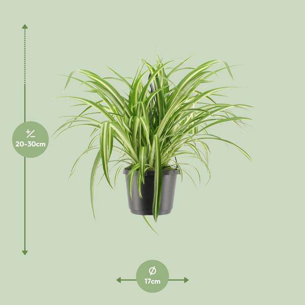 Grünlilie Chlorophytum comosum Variegatum Zimmerpflanze Ø17cm ↕30cm – pflegeleichte Grünpflanze für Wohnzimmer, Büro & helle Standorte kaufen – Plant