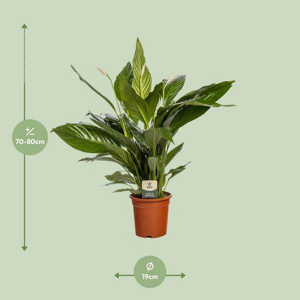Einblatt Spathiphyllum Bingo Cupido Zimmerpflanze Ø19cm ↕80cm – pflegeleichte Grünpflanze für Wohnzimmer, Büro & helle Standorte kaufen – Plant