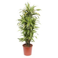 Drachenbaum Dracaena Lemon Lime – 150cm hoch – Ø30cm – Auffällige Zimmerpflanze mit gelbgrünem Blattwerk – Pflegeleicht & robust – für Zimmer & Büro – Plant