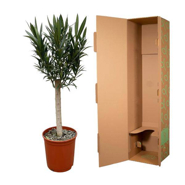 Rosenlorbeer Gartenpflanze Ø22cm ↕110cm – Pflanze für Garten, Balkon, Terrasse, Kübel & Beet online kaufen – Plant