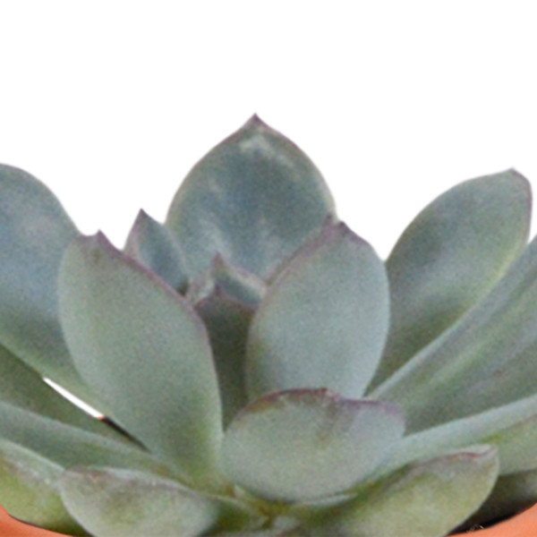 Kakteen und Sukkulenten Mix – 15 Pflanzen – Ø5,5cm Zimmerpflanzen – Verschiedene Arten wie Cereus, Echeveria, Haworthia & Crassula – Plant