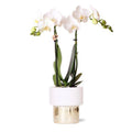 Phalaenopsis Orchidee Amabilis Weiß – 35cm Höhe – Ø9cm – Mit dekorativem Elite Topf Gold – Edle Zimmerpflanze mit 2-3 Blütenstielen – Plant