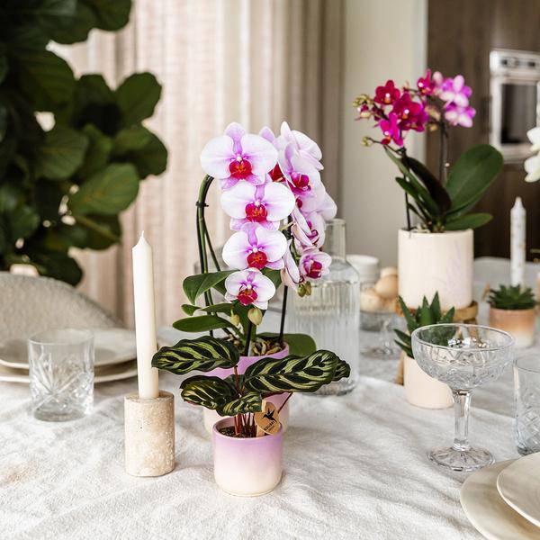 Gradience Übertopf Rosa – Ø6cm – Blumentopf mit Farbverlauf – Glänzender Keramiktopf für Sukkulenten & Mini – Orchideen – Plant