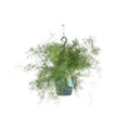 Spargel Sprengeri Hängend Zimmerpflanze Ø17cm ↕35cm – pflegeleichte Grünpflanze für Wohnzimmer, Büro & helle Standorte kaufen – Plant