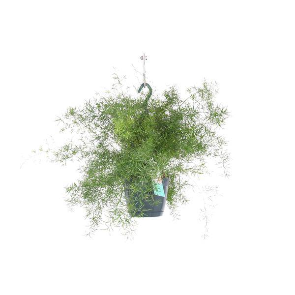Spargel Sprengeri Hängend Zimmerpflanze Ø17cm ↕35cm – pflegeleichte Grünpflanze für Wohnzimmer, Büro & helle Standorte kaufen – Plant