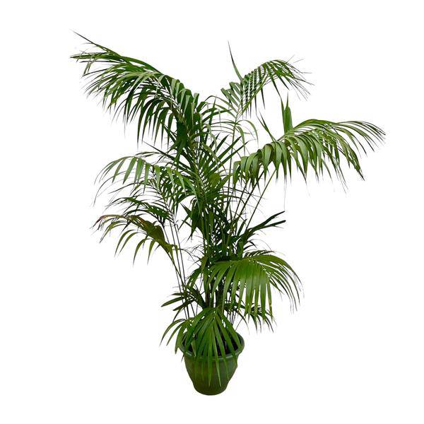 Kentia – Palme – Howea forsteriana – Zimmerpflanze 260cm – Ø35cm – XXL – Palme mit eleganten dunkelgrünen Wedeln – Pflegeleicht – Plant